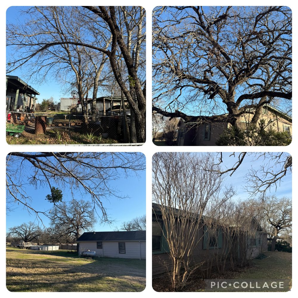 Tree work photo collage